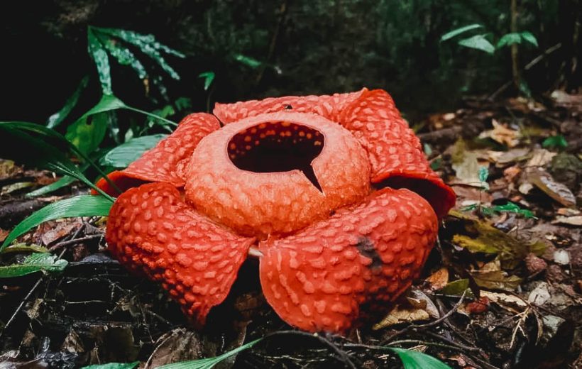 The Mystical Bloom of the World Largest Flower - The Rafflesia